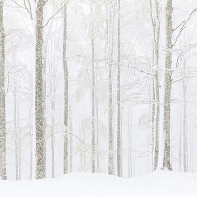 4. Platz: Helmut Elzenbaumer – Bäume