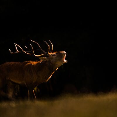 6. Platz: Matthias Gritsch - Hirschbrunft