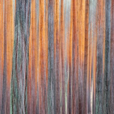 8. Platz: Claudio Sferra - Bosco in fiamme