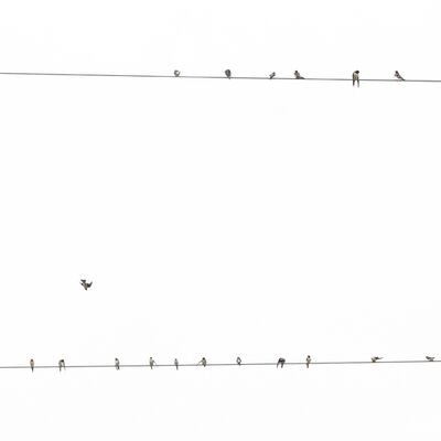 9. Platz: Massimo Santoro - Schwalben