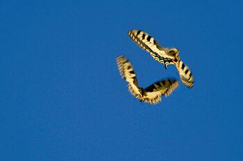 Schwalbenschwanz-Tanz