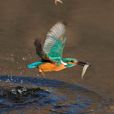 2. Platz: Bedin Maurizio - Eisvogel