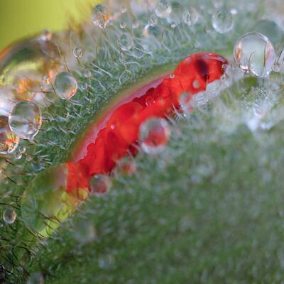 1. Platz: Spornberger Hansjörg - Mohnknospe