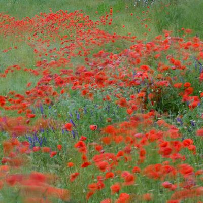 9. Platz: Pallaoro Valter - Papaveri