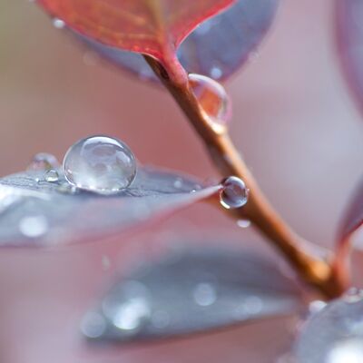 4. Platz: Alfred Erardi - Wassertropfen
