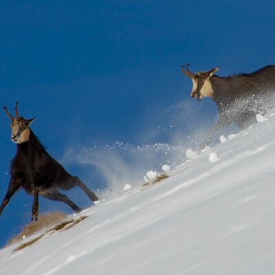 3. Platz: Georg Taschler - Streit
