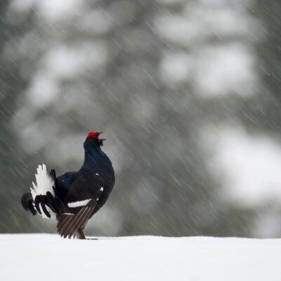 5. Platz: Georg Taschler - Einsamer Rufer in der Wüste