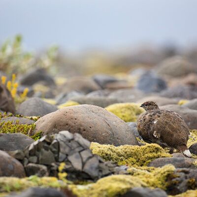 1. Platz: Sepp Hackhofer - Alpenschneehuhn
