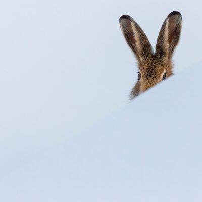 1. Platz: Manuel Plaickner - Schneehase