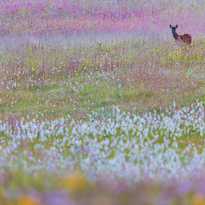 3. Platz: Johannes Wassermann - Rehbock