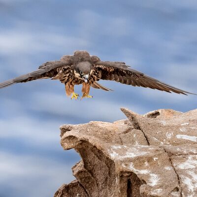 3. Platz: Maurizio Barchi - Falco della regina