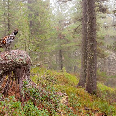 5. Platz: Georg Kantioler - Haselhuhn