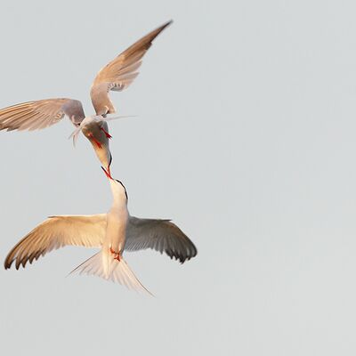 5. Platz: Stefano Baglioni - Sterne comuni