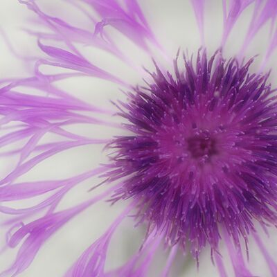 6. Platz: Alfred Erardi - Flockenblume