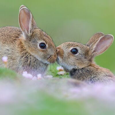 7. Platz: Hugo Wassermann - Kaninchen