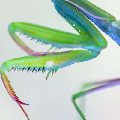 7. Platz: Georg Kantioler - Gottesanbeterin