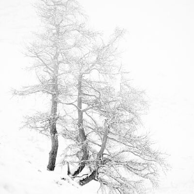 8. Platz: Annamaria Pernstich - 3 Bäume im Nebel
