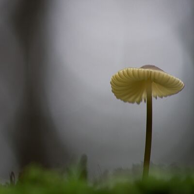 8. Platz: Alfred Erardi - Pilz