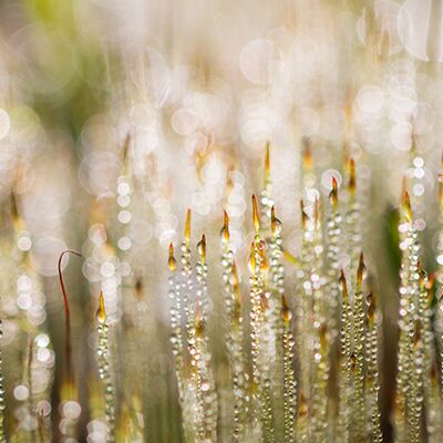 8. Platz: Hubert Hilscher - Moossporn