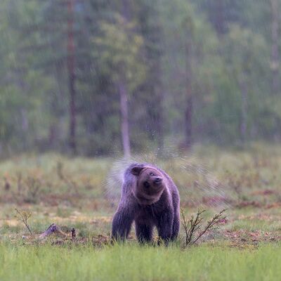 8. Platz: Max Drescher - Bär