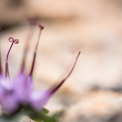 9. Platz: Hubert Hilscher - Teufelskralle
