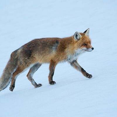 9. Platz: Alfred Erardi - Fuchs