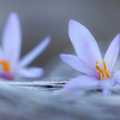 9. Platz: Sottara Freddy - Letzter Atemzug