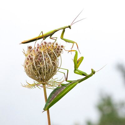 10. Platz: Walter Oberlechner - Begegnung