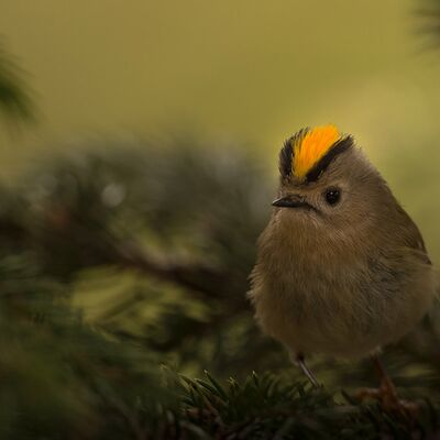 10. Platz: Josef Bachmann - Wintergoldhähnchen
