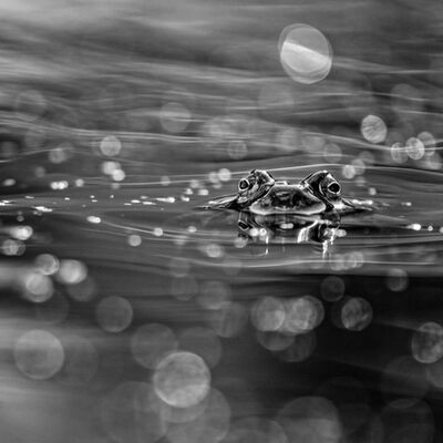 3. Platz: Claudio Sferra - Im Teich