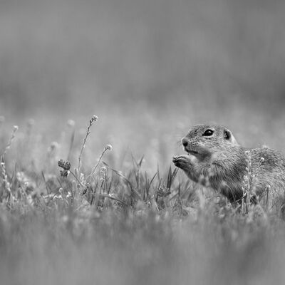 7. Platz: Sepp Hackofer - Ziesel
