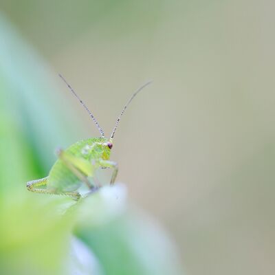 7. Platz: Helmut Elzenbaumer -