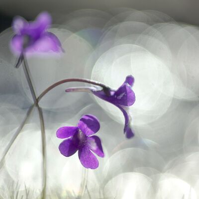 7. Platz: Roland Platzgummer - Reflexe