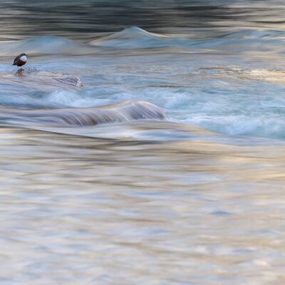 8. Platz: Martin Brugger - Wasseramsel