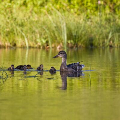 9. Platz: Pietro Ploner - Wildente