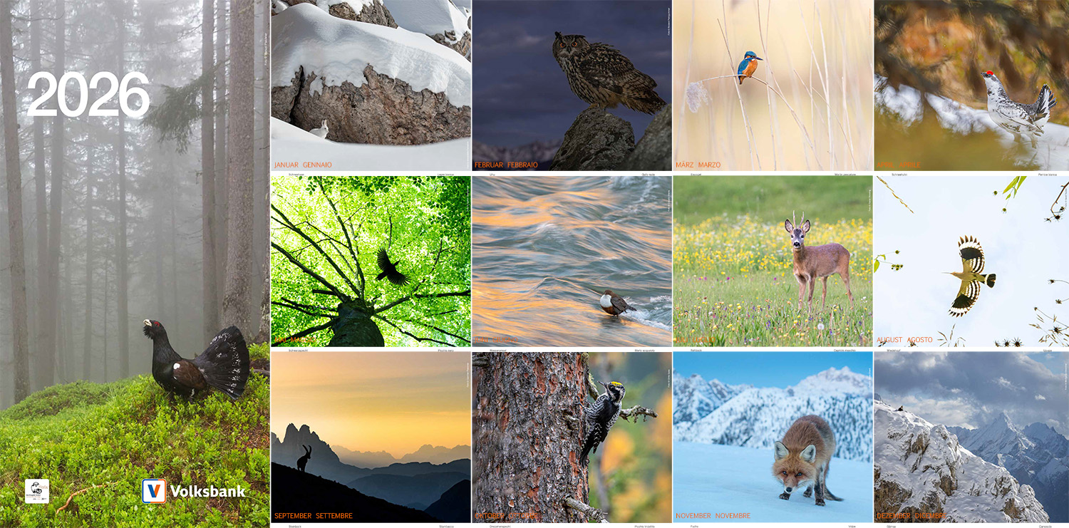 Der neue Kalender 2026 der Südtiroler Volksbank (PDF)
