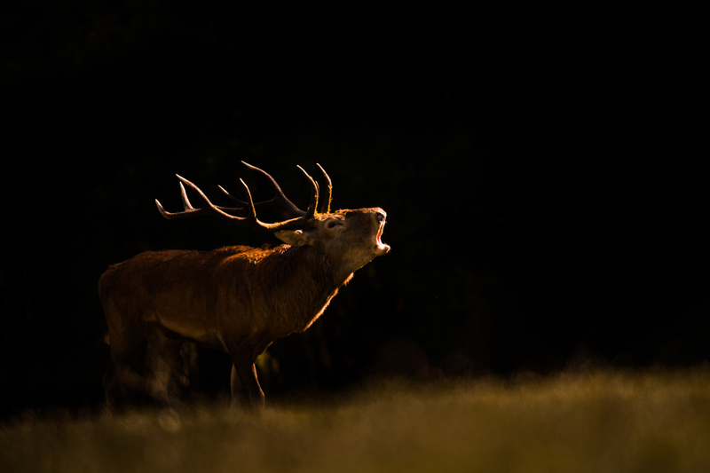© Matthias Gritsch – Hirschbrunft