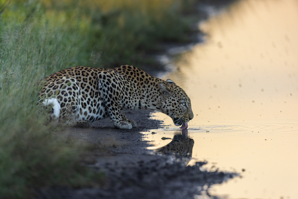 © Passeri Christian – Thirsty Leopard